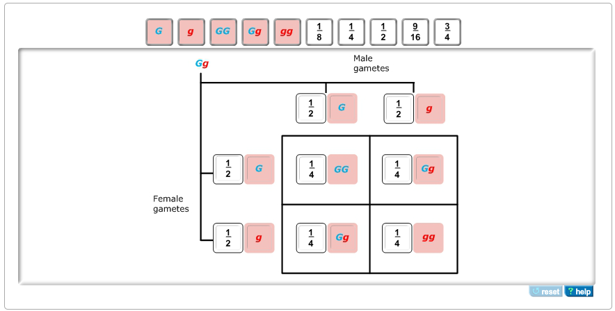 Punnet square homework help