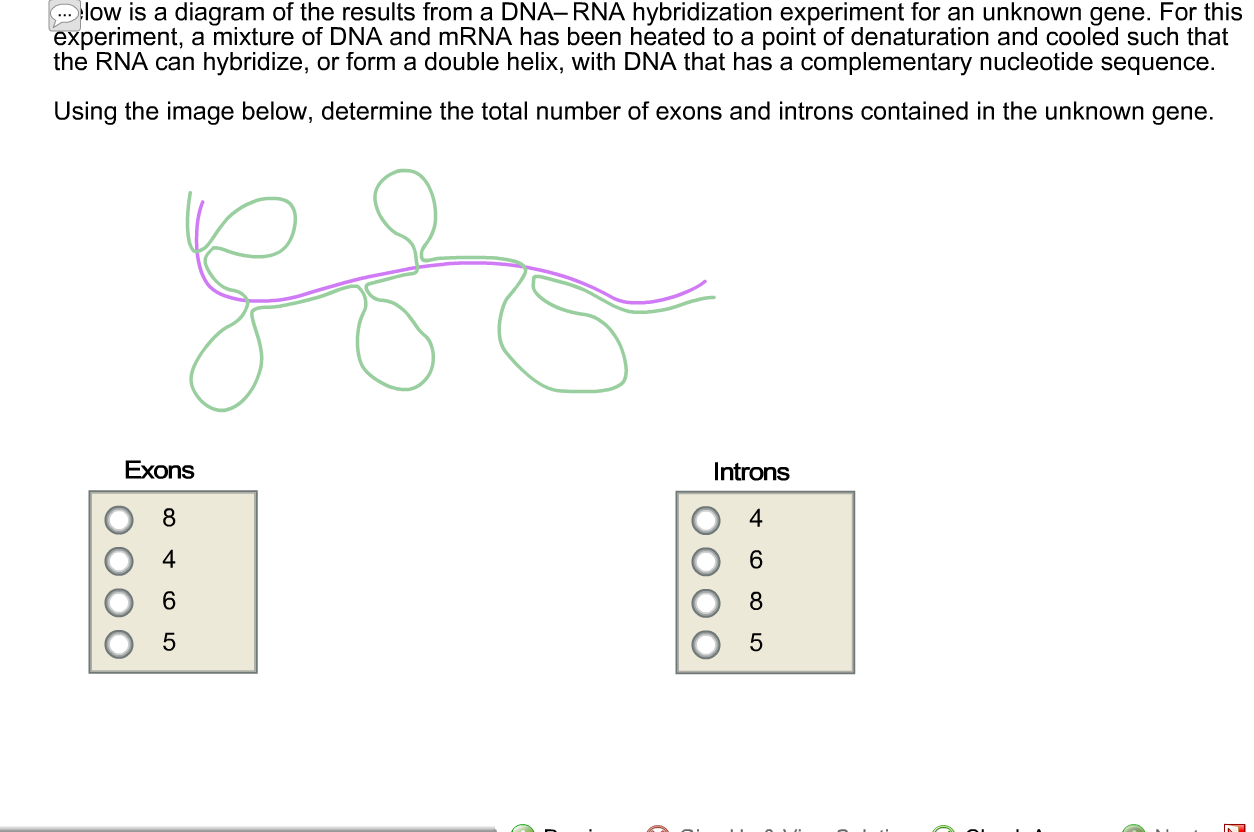 Below Is A Diagram Of The Results From A Dna Rna Hybridization