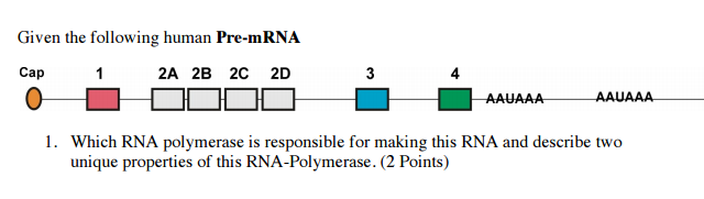 Question: Given the following human Pre-mRNA  Which RNA polymerase is responsible for making this RNA and d...