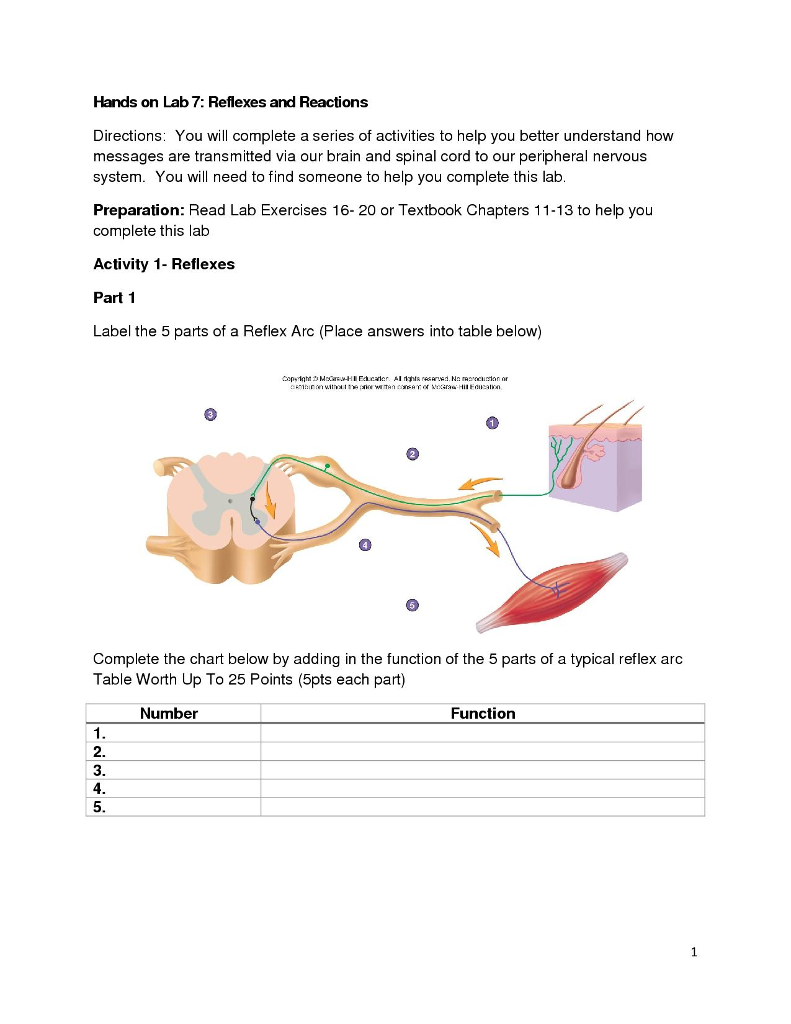Solved Hands On Lab 7 Reflexes And Reactions Directions Chegg Com