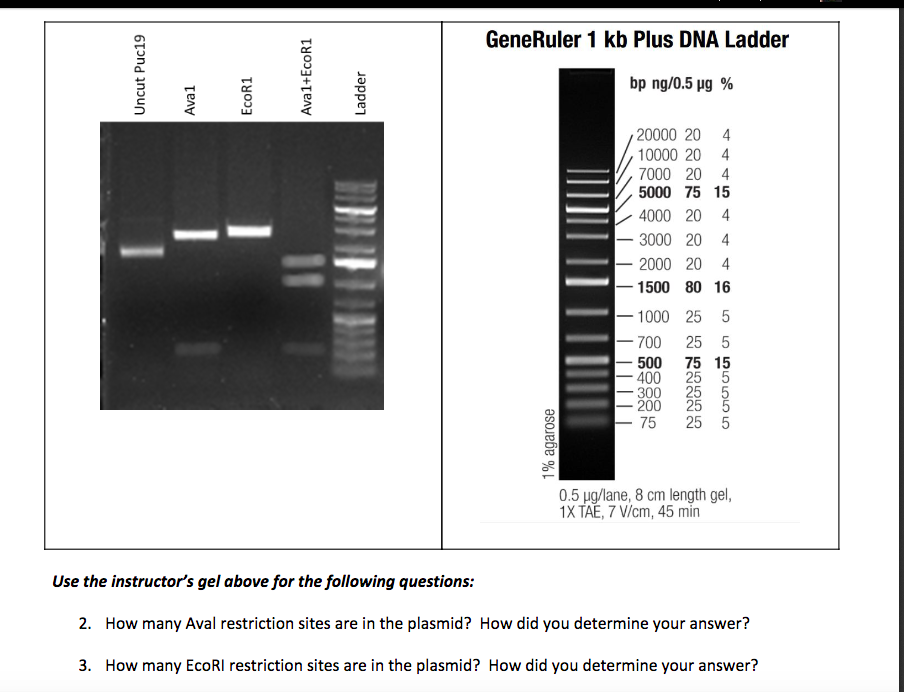 GeneRuler 1 kb Plus DNA Ladder bp ng/0.5 μg % 20000 20 4 10000 20 4 7000 .....