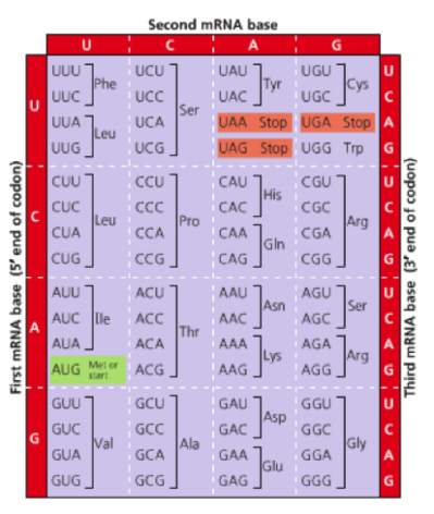 Cracking The Genetic Code Movie Worksheet