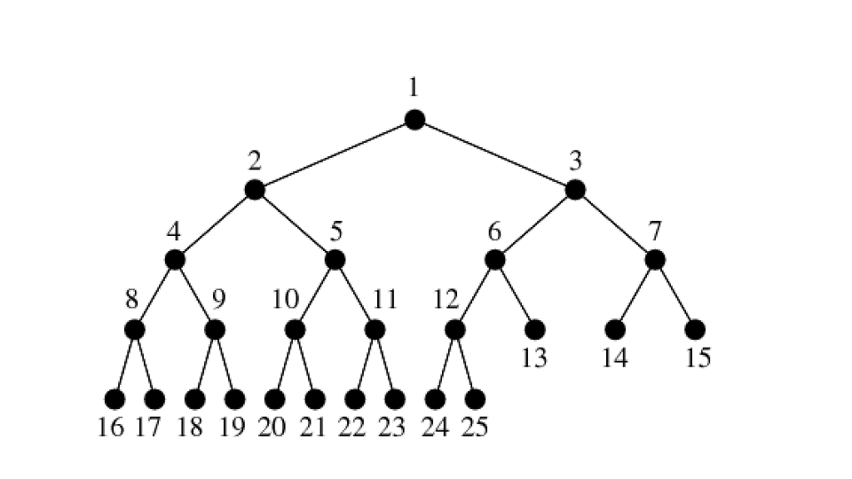 Сеть 12. Бинарное дерево 5 уровнеq. Степень дерева. Кокон бинарное дерево Информатика. Степень б дерева.