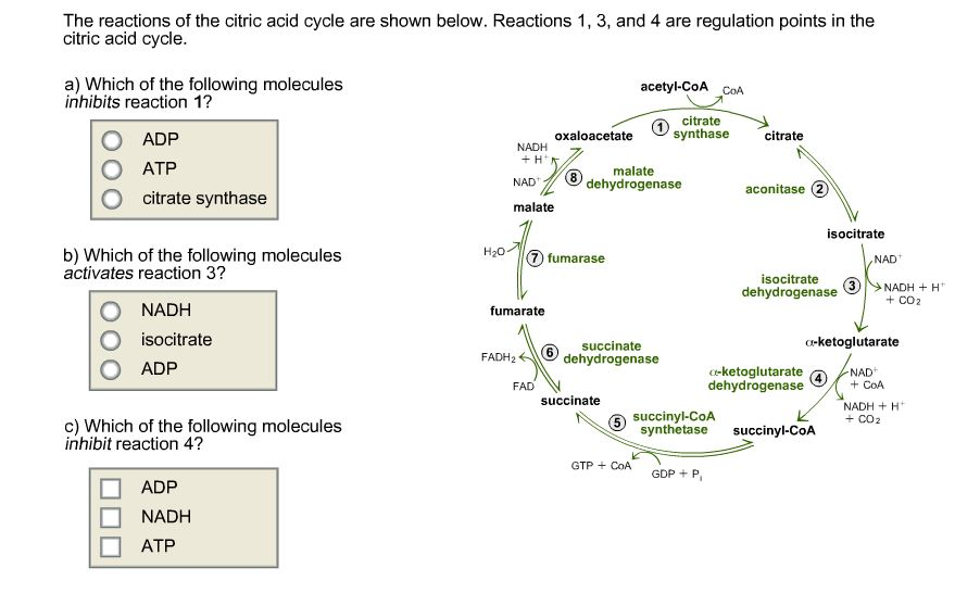 cycle reaction