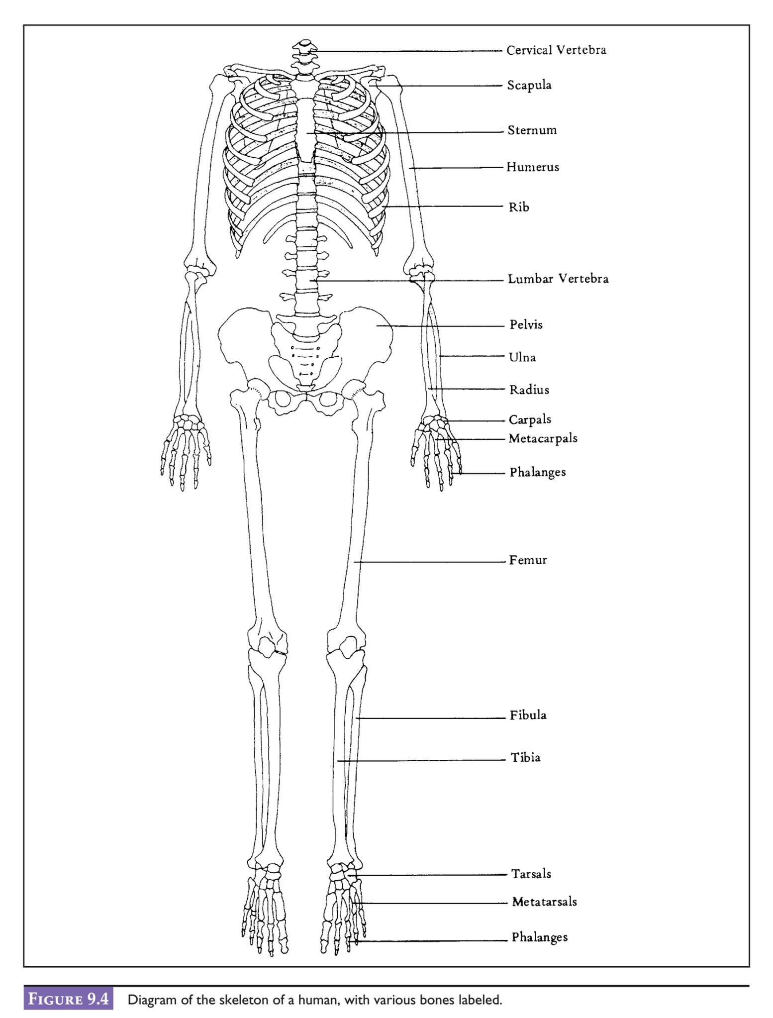 skeletal system  Skeleton drawings Simple skeleton drawing Skulls drawing