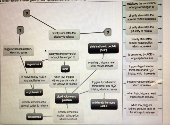 Concept Map: Renin-Angiotensin-Aldosterone Mechanism Solved: Renin angiotensin aldosterone MechanismI'm Suppose 