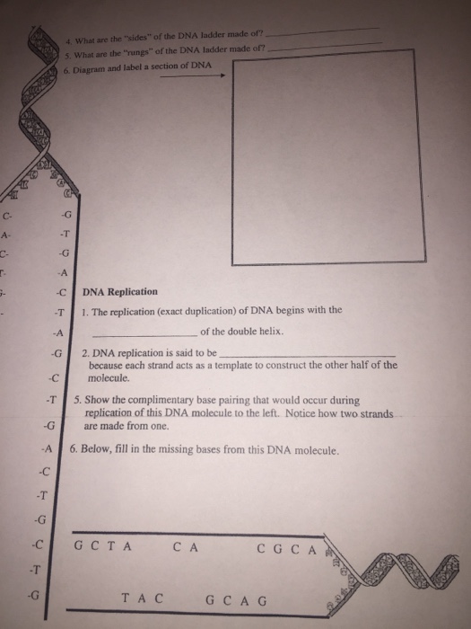 diagram and label a section of dna