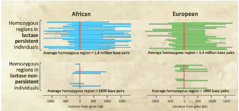 convergent adaptation of human lactase persistance Science in the news the ability to digest lactose is a textbook example of “convergent adaptation of human lactase persistence in africa and. convergent adaptation of human lactase persistance Science in the news the ability to digest lactose is a textbook example of “convergent adaptation of human lactase persistence in africa and.