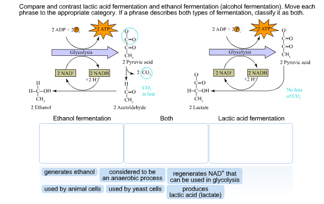 alcohol fermentation and lactic acid fermentation