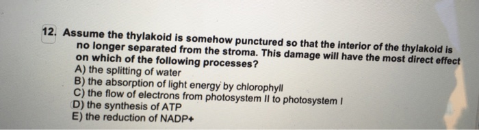 12. Assume the thylakoid is somehow punctured so that