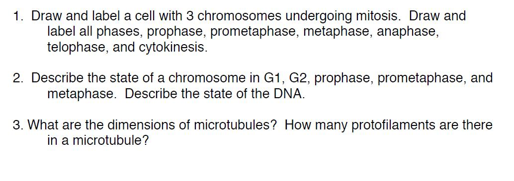 Solved 1 Draw And Label A Cell With 3 Chromosomes Underg