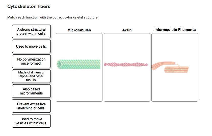 Match Each Function With The Correct Cytoskeletal Chegg  Match Each Function With The Correct Cytoskeletal Chegg