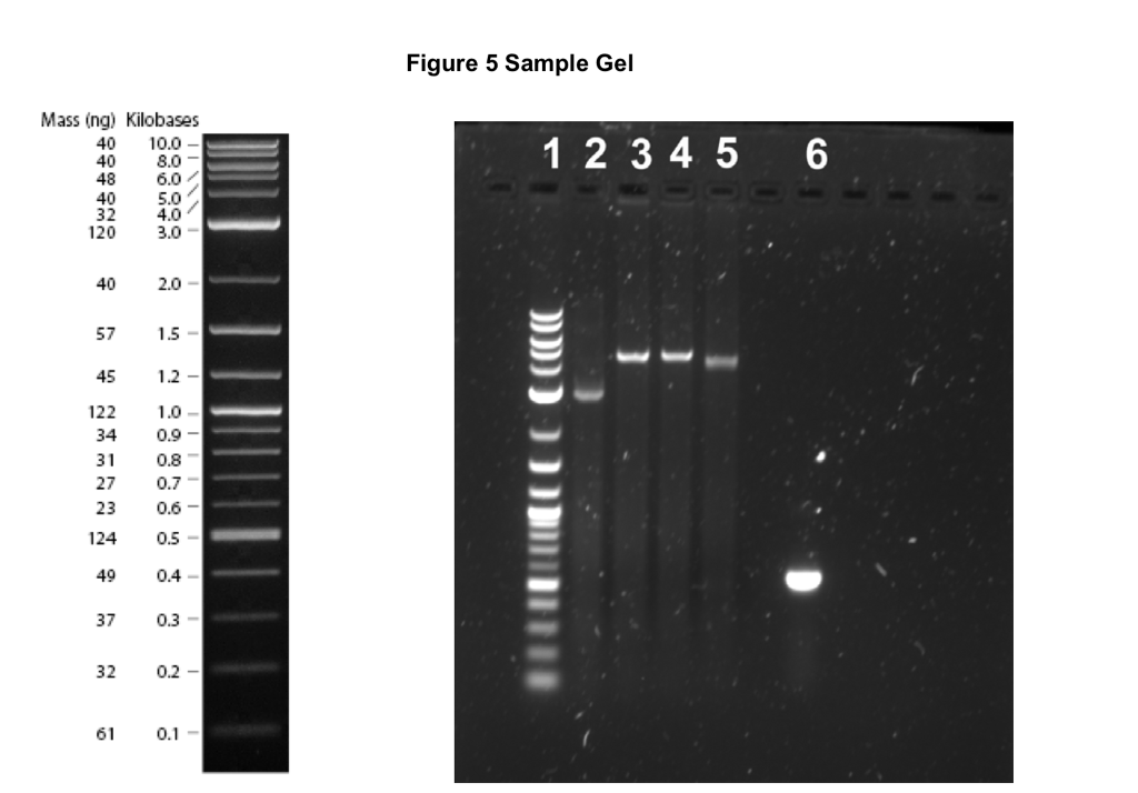 size of your dna fragments chegg