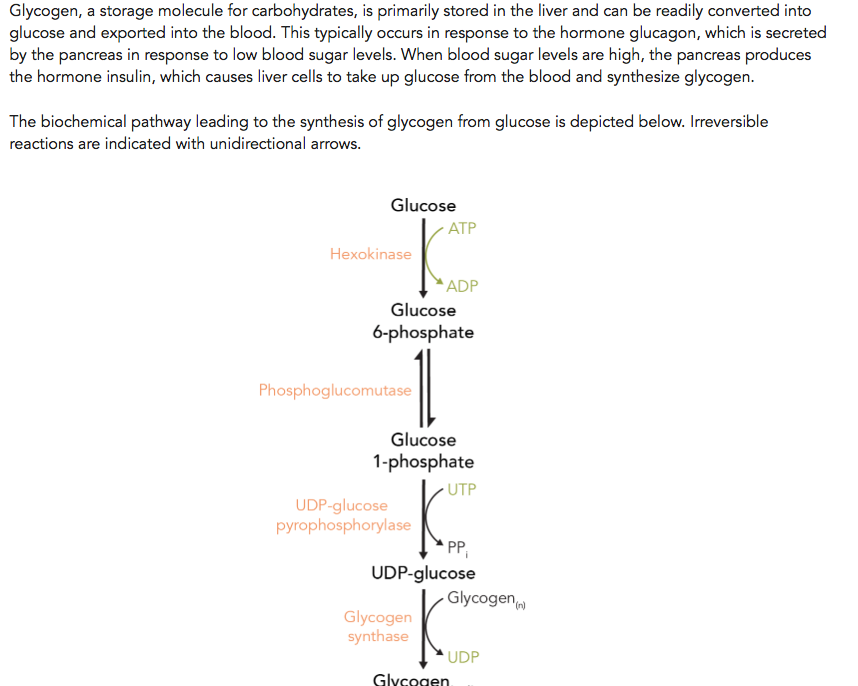 synthesis of glycogen from glucose 6 phosphate