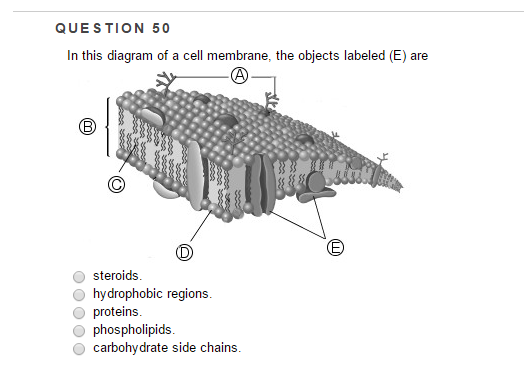 cell membrane labeled