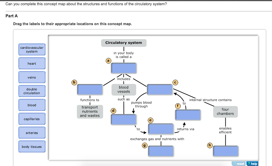 Circulatory System Concept Map Answers Solved: Can You Complete This Concept Map About The Struct 