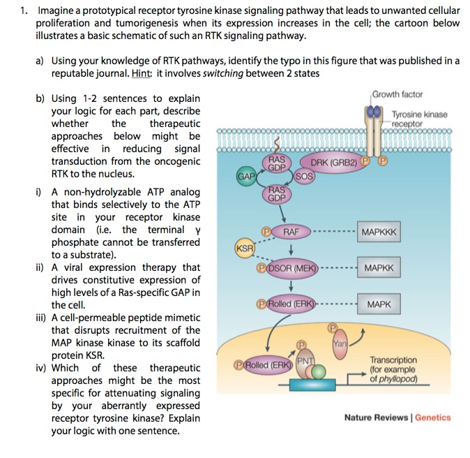 tyrosine kinase receptor pathway