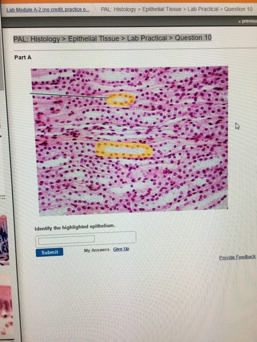 Lab Module A 2 Ing Credit Practice O Pal Histology Chegg 