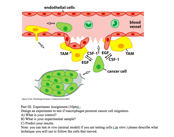 Question: Part III- Experiment Assignment  Design an experiment to test if macrophages promote cancer cell ...