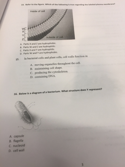 Solved 1 The Circulatory System Of A Whale Is Considered An Chegg Com