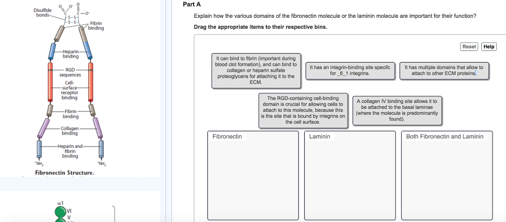 explain various system number Of Solved: Domains Various How The The Fibronectin Explain explain various system number Of Solved: Domains Various How The The Fibronectin Explain