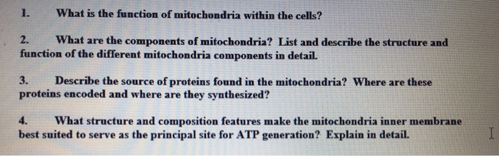 Solved L What Is The Function Of Mitochondria Within The Chegg Com