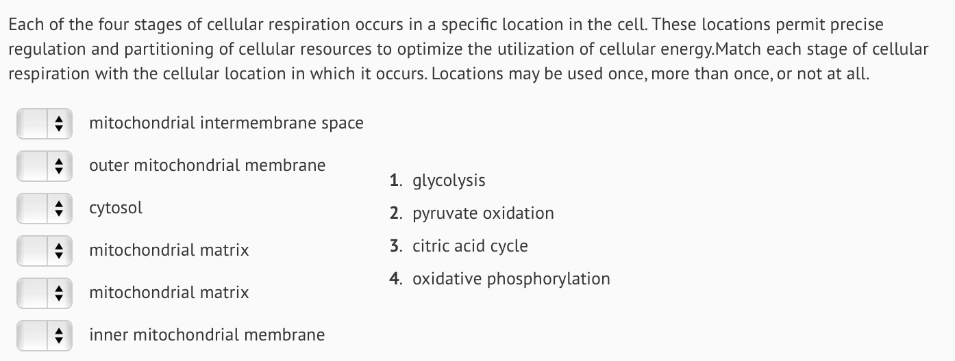 Solved Each Of The Four Stages Of Cellular Respiration Oc Chegg Com