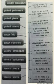 Forming A Cavity For The Heart Is Called Concept Map Solved: Need Help With Concept Map For The Terms And Propo 