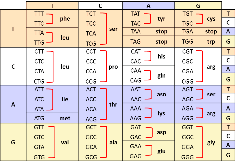 amino acids chart