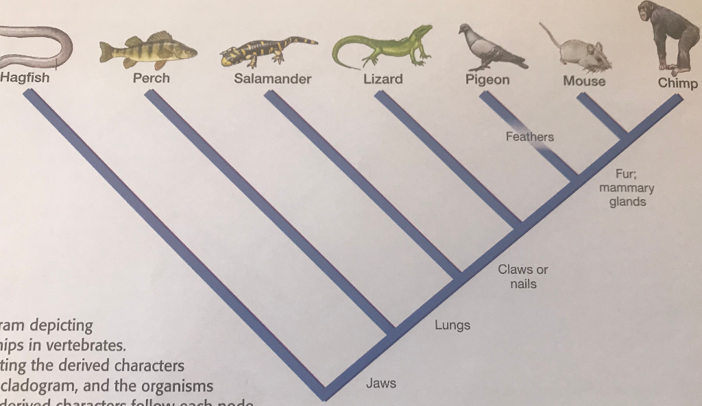 Hagfish Perch Salamander Lizard Pigeon Mouse Chimp Feathers Fur; mammary glands Claws or nails am depicting ips in vertebrates. ting the derived characters cladogram, and the organisms Lungs Jaws