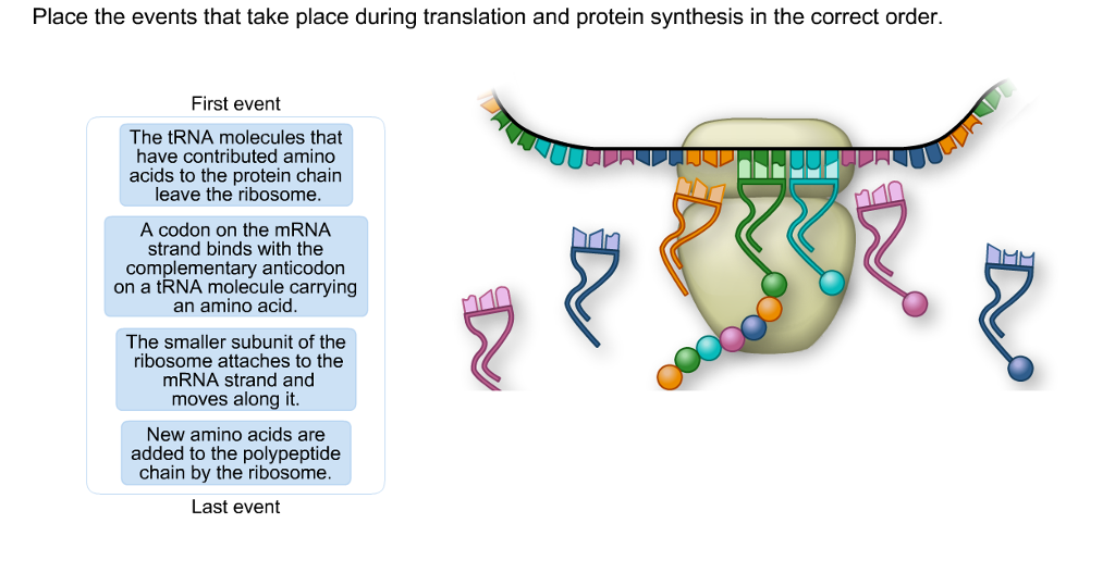 Solved Place The Events That Take Place During Translation Chegg Com