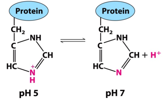 Protein Protein CH2 CH 2 NH NH CH CH+ H+ HC HC pH 5 pH 7