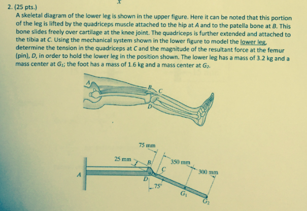 Solved A Skeletal Diagram Of The Lower Leg Is Shown In Th Chegg Com