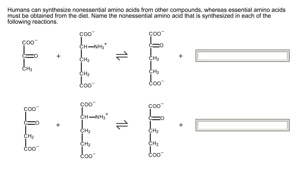 Solved Humans Can Synthesize Nonessential Amino Acids From Chegg Com