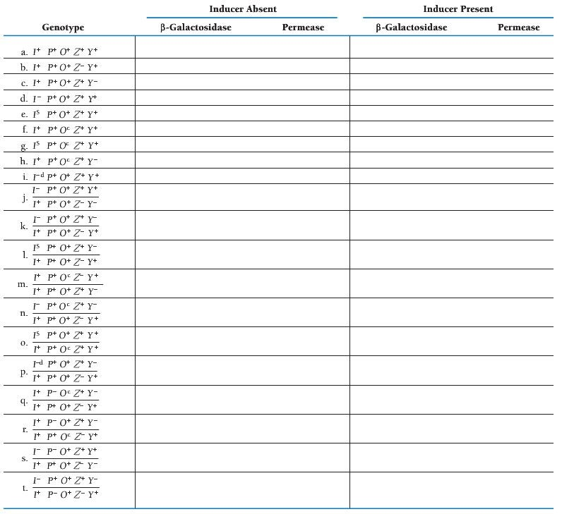 Genotype Inducer Absent Beta Galactosidase Permeas Chegg Com