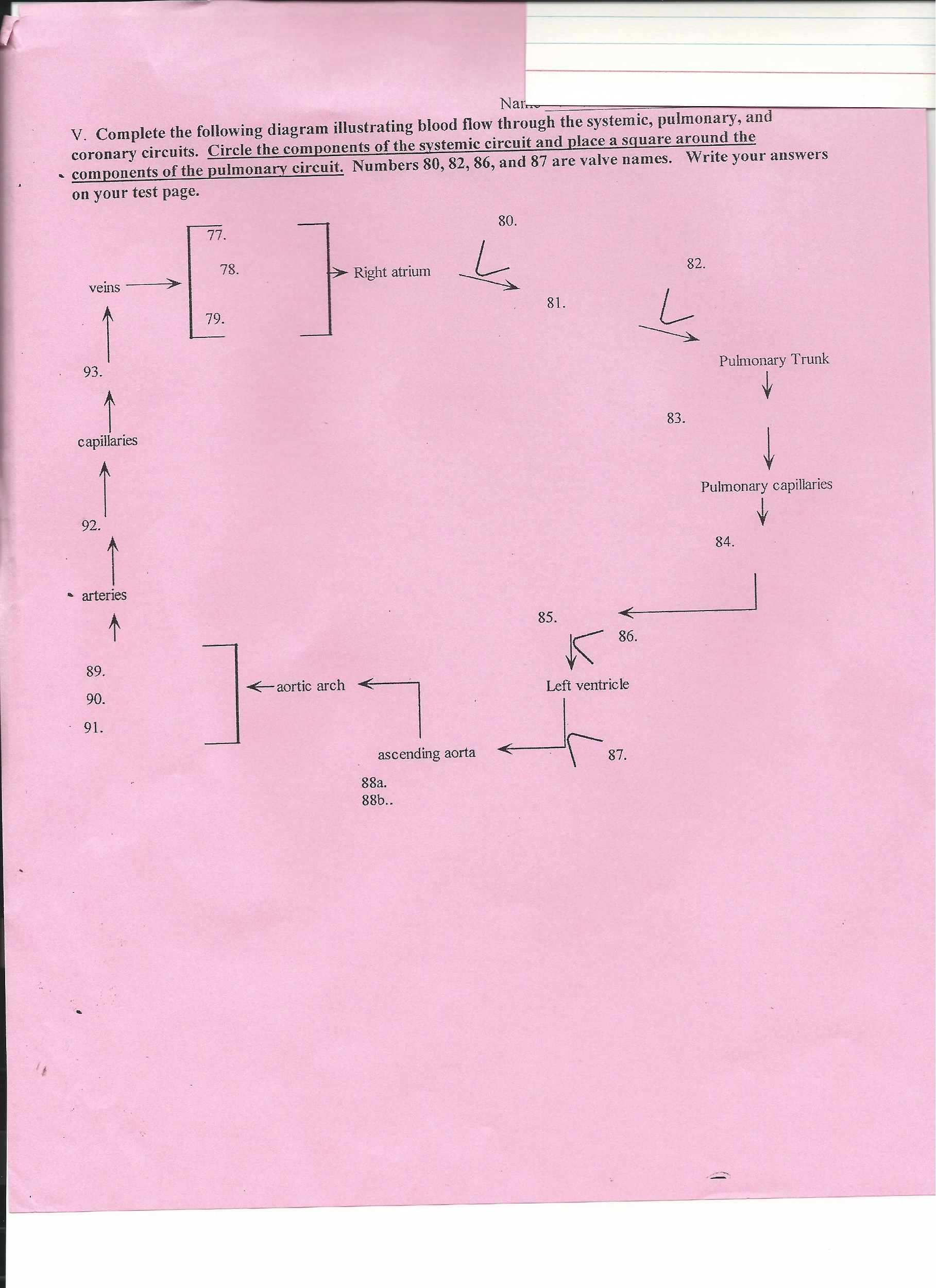 Flow Chart Of Systemic And Pulmonary Circulation