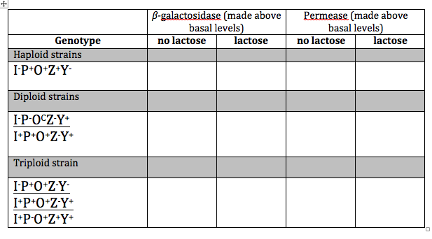 Solved Apply What You Have Learned About The Lac Operon Chegg Com