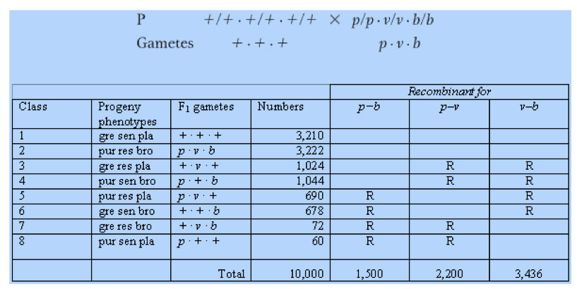 V/ v/v.b/b gametes recombinant for class frogeny fi gametes n number:s henotypes gre sen pla ur res bro gre res pla ur sen bro pur res pla 3,210 3,222 1,024 1,044 690 678 72 60 gre sen bro ++e gre res bro uf sen plà pur sen pla p+ + total 10,000 1,300 2,200 3,436