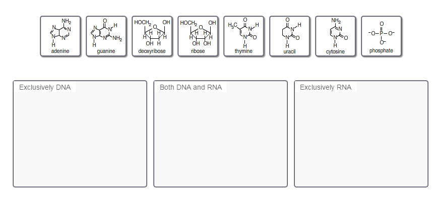 Dna rna nucleotides homework help