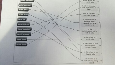 Body Cavities And Membranes Concept Map Answers Use The Above Body Cavities And Membrane Terms Can | Chegg.com