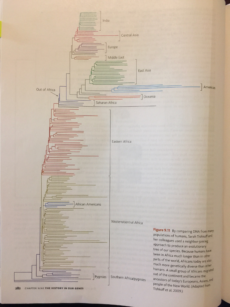 the following molecular phylogenetic
