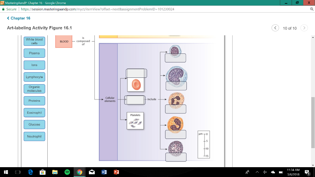 Solved Drag The Labels Onto The Diagram To Identify The C