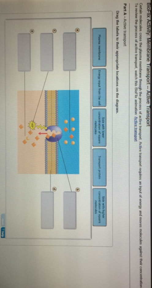 Bioflix Activity Membrane Transport Facilitated Chegg 