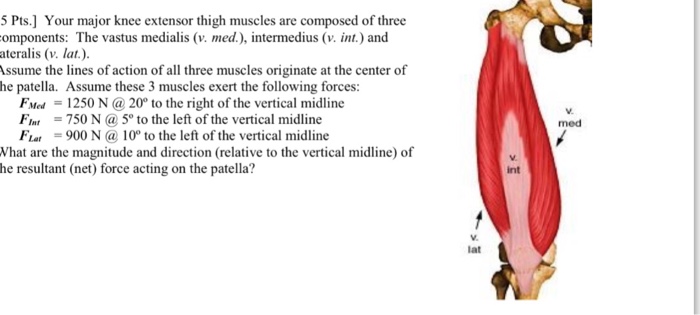Solved Your Major Knee Extensor Thigh Muscles Are Composed Chegg Com