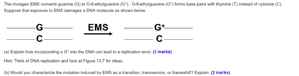 Solved The Mutagen Ems Converts Guanine G To O 6 Ethylg Chegg Com