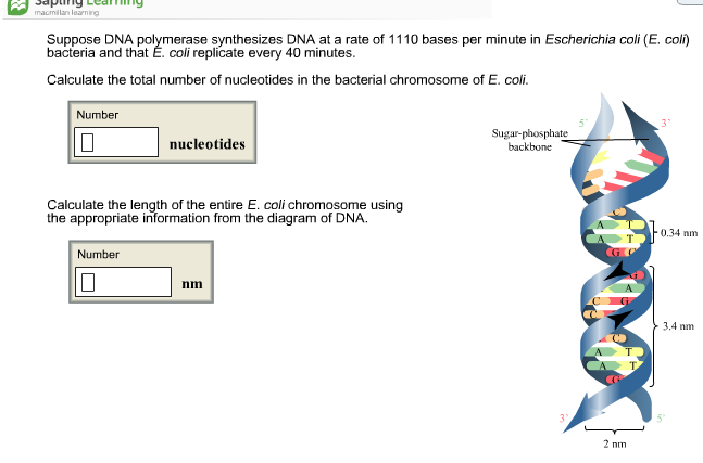 Solved Suppose Dna Erase Synthesizes Dna At A Rate Of 111 Chegg Com