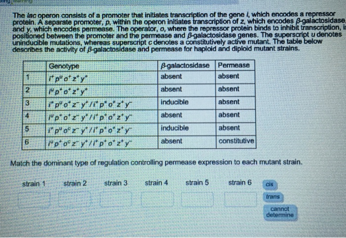 Solved The Lac Operon Consists Of A Promoter That Initiat Chegg Com