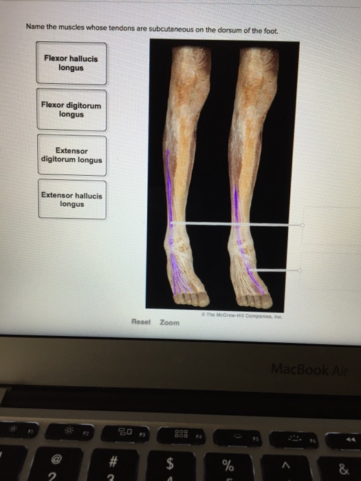 Solved: Name The Muscles Whose Tendons Are Subcutaneous On ...