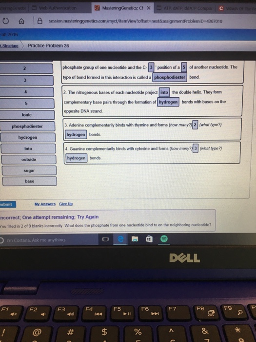 The Nitrogenous Bases Of Each Nucleotide Project Chegg Com