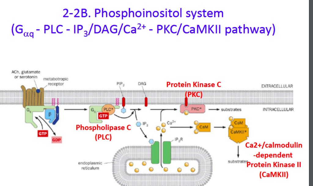 aanplakbiljet Omtrek Verlichten Solved 2-2B. Phosphoinositol system (Gaa- PLC - IP3/DAG/Ca2+ | Chegg.com